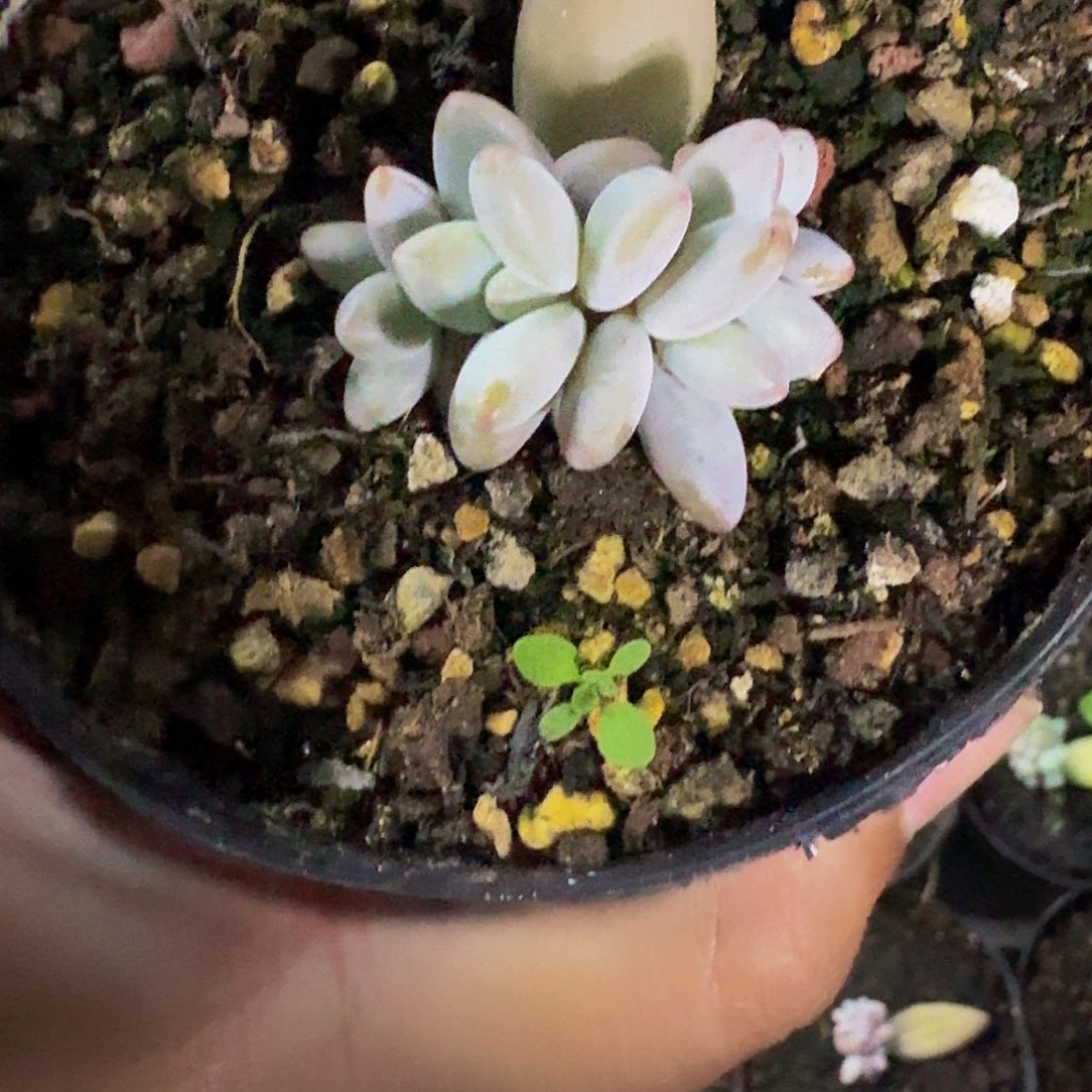 企鹅 叶插  一物一拍