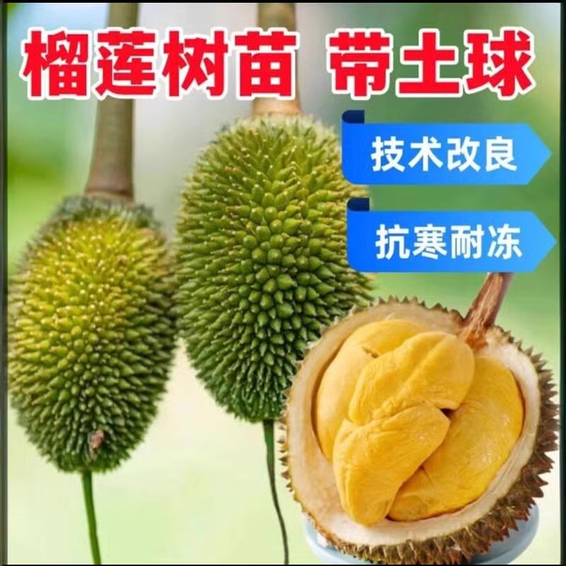 榴莲正宗嫁接榴莲树果苗南北方种榴莲猫山王矮化盆栽苗