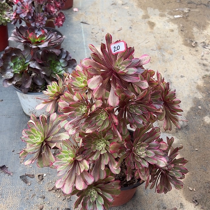 凌波仙子20法师多肉