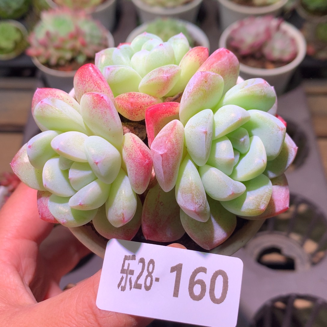 乐然28-160 冰玉群 