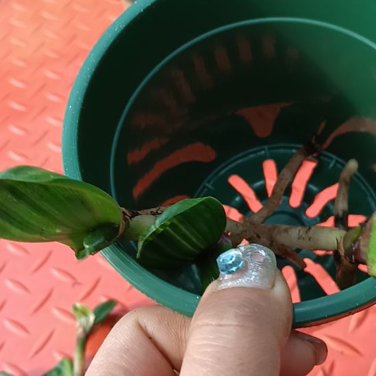 傲*特色花卉君子兰小苗君