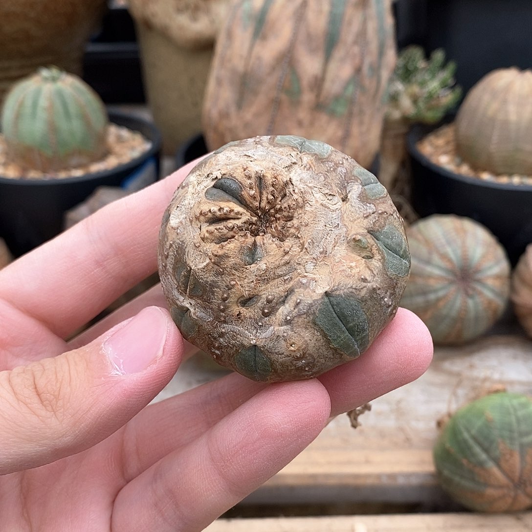 欧系实生布纹球多肉植物