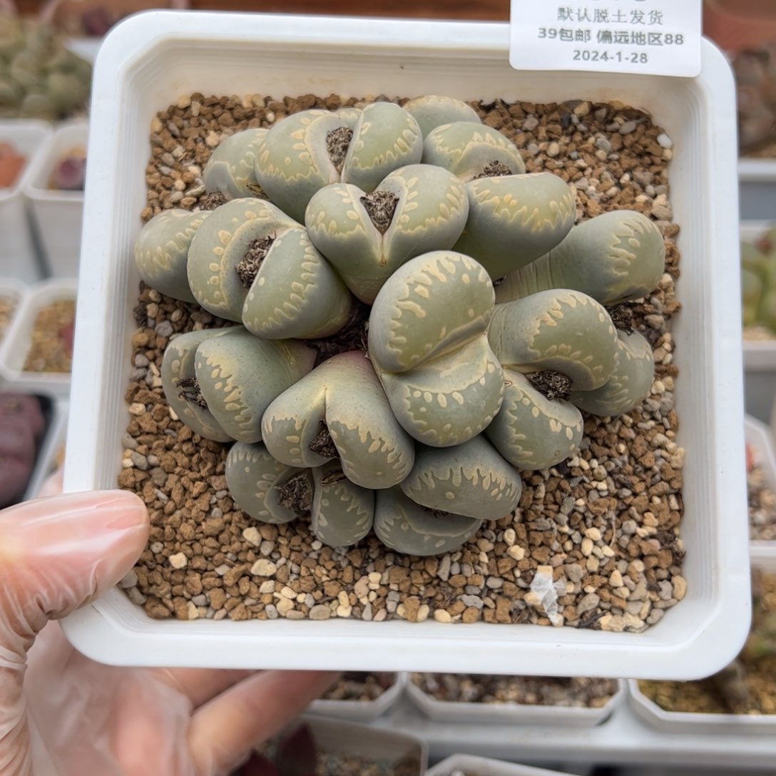 0593号大牙多肉植物