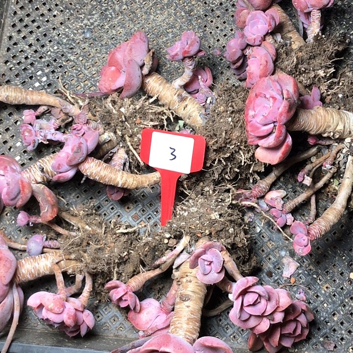 3////////////////////