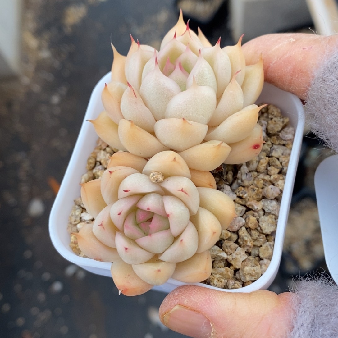 精品多肉一物一拍不包整134