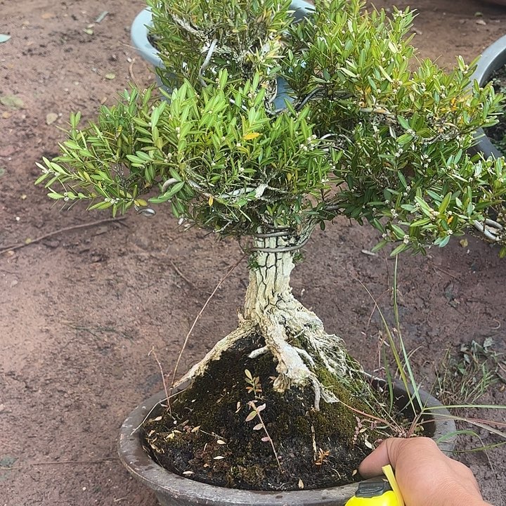 一***士无花朵盖茨比差哈哈哈哈哈