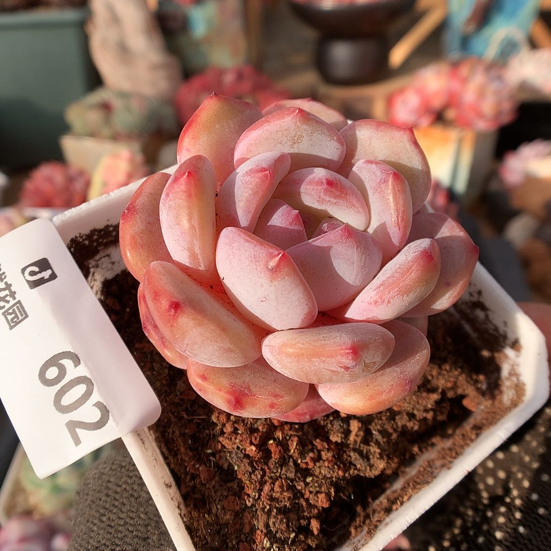 602星影多肉植物66666