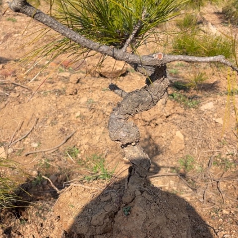 盆栽植物大**夫盆栽植物