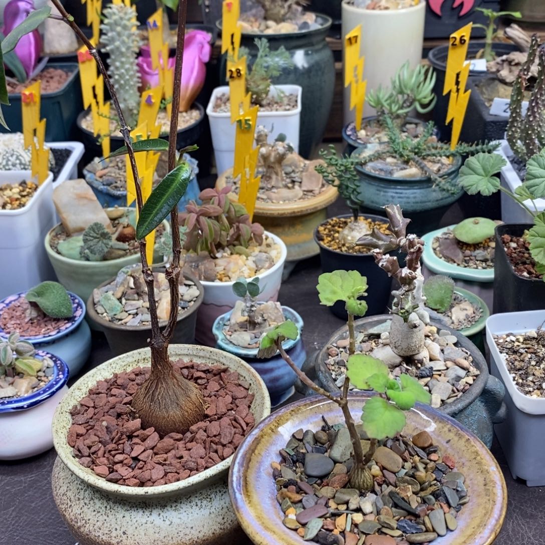 地***猫紫背萝藦爱氏延命草