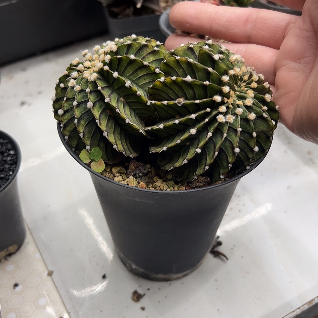寸***鱼双头肋骨牡丹缀化6688