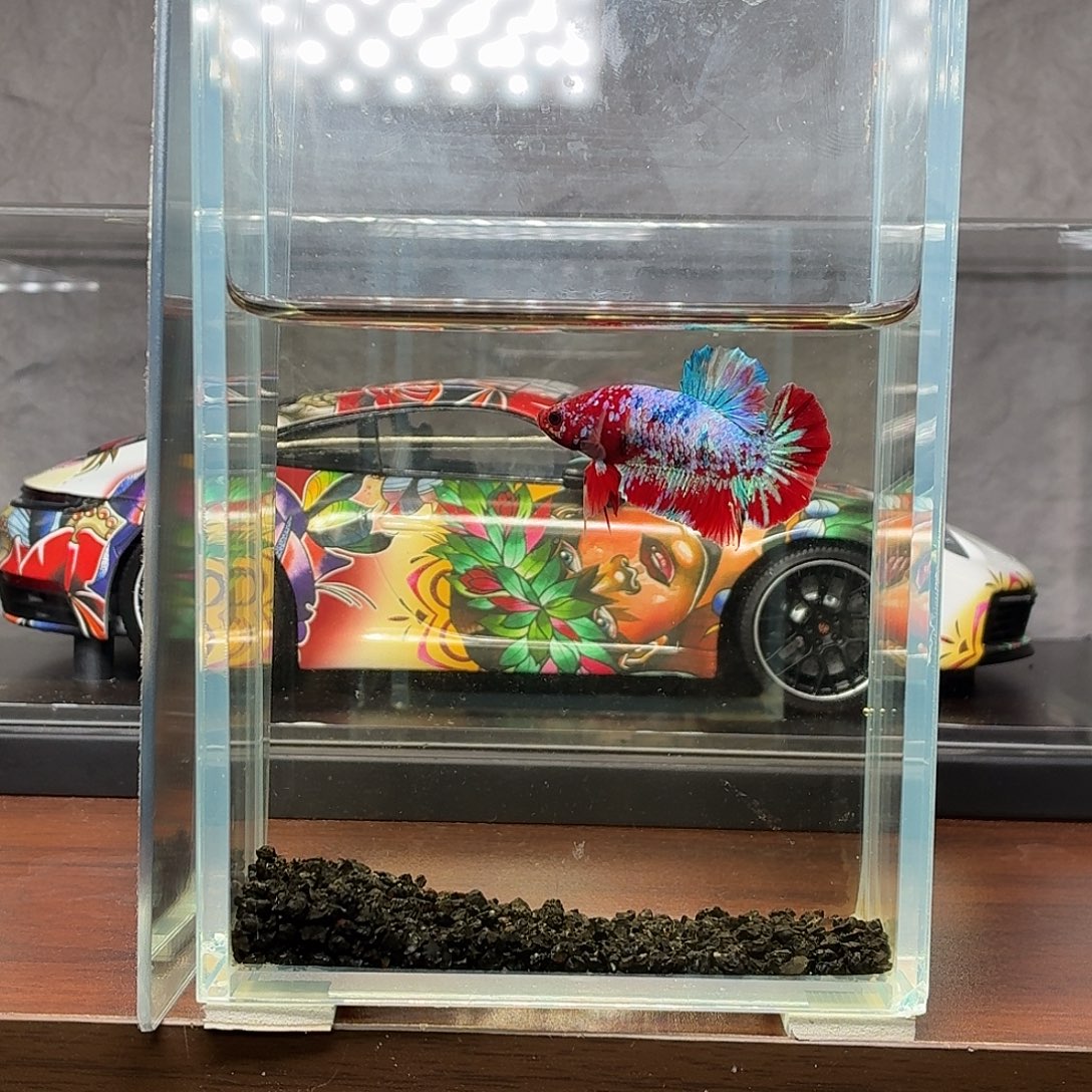 斗鱼彩金彩虹色系将军