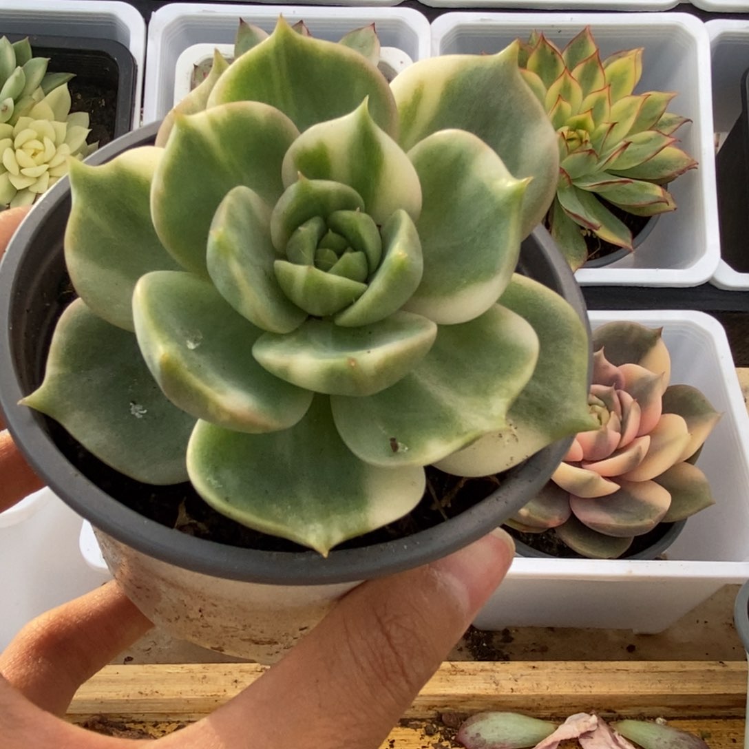 692贝加尔湖锦锦锦锦锦锦