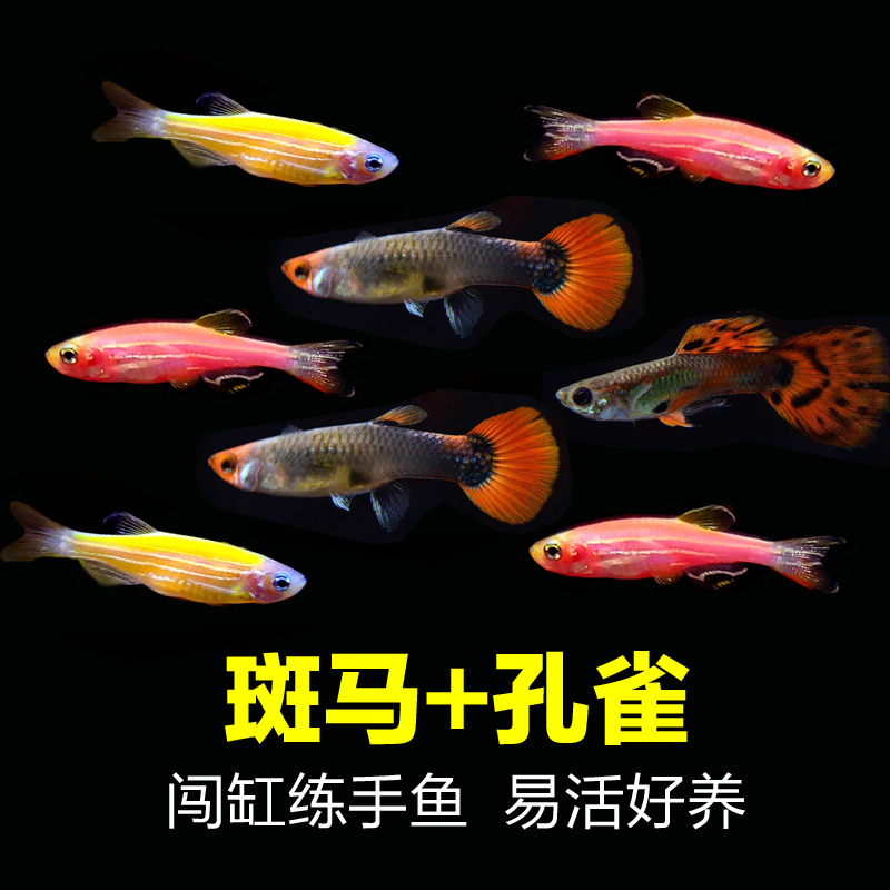 30条【斑马+孔雀】热带淡水鱼新手闯缸鱼红黄斑马杂袍孔雀鱼观赏鱼