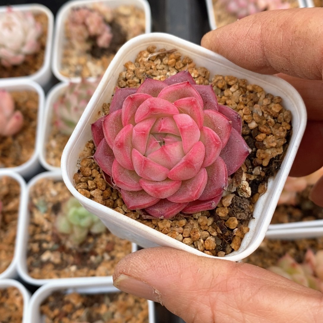 精品多肉一物一拍不包整13