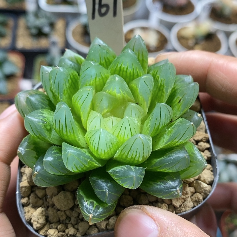 【闪购商品】167龙鳞