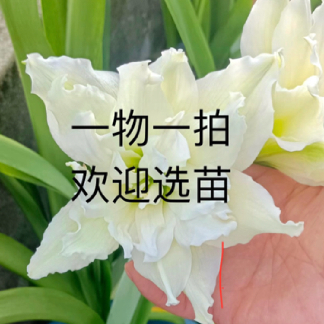 一物一拍，不包后期养护