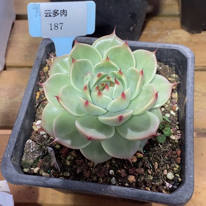 D187- 直播福利 托斯卡