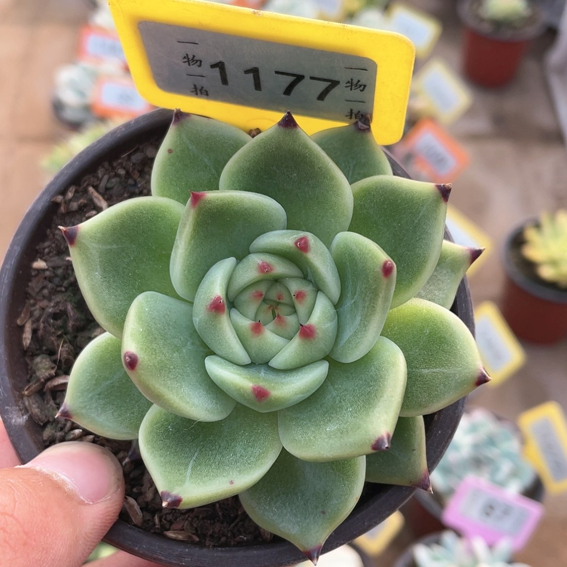 【闪购商品】无花朵1177号