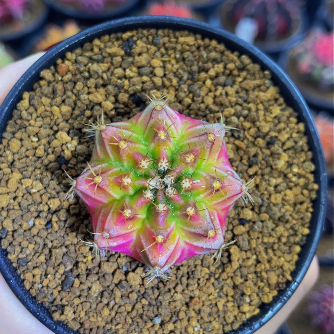 米哈星球000000000008