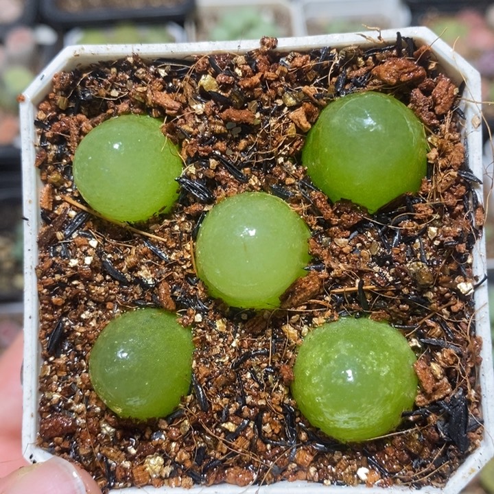 鹅蛋灯泡1.8左右特价