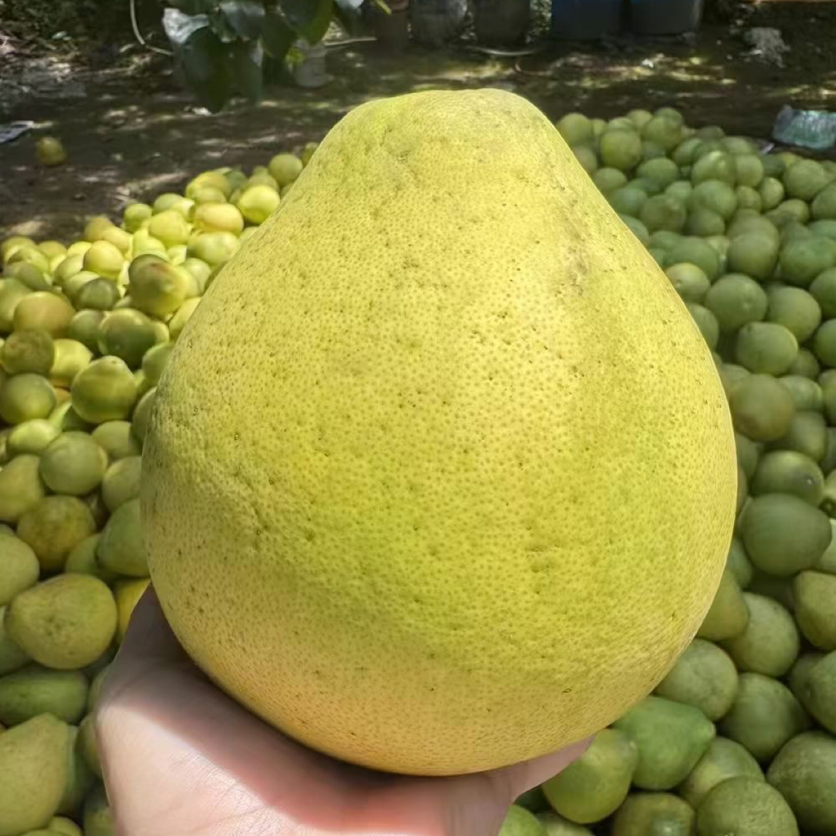 梅州老树甘蔗水晶柚客家特产小柚子丑柚子放大平潭发展