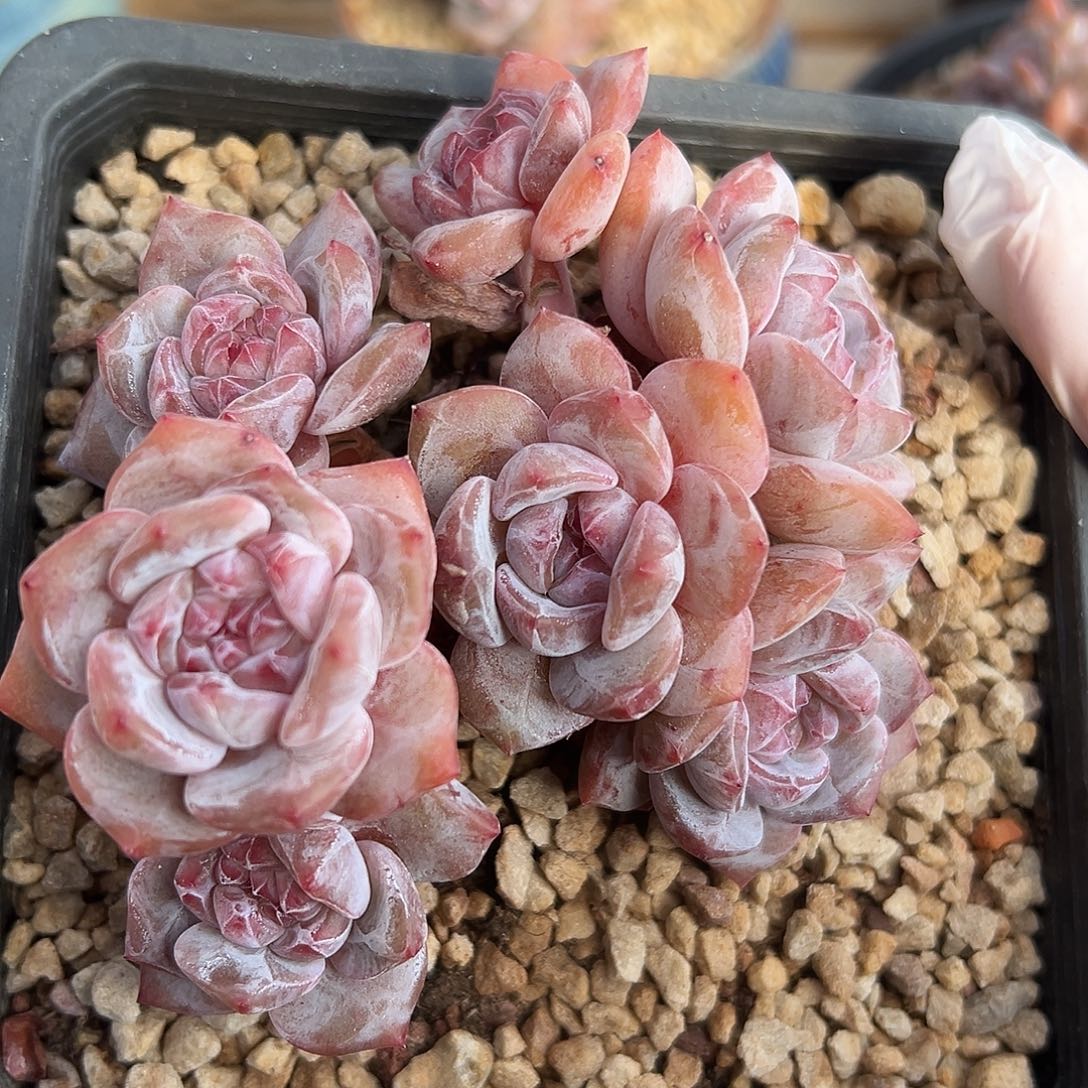 7头小包脸哈哈哈哈