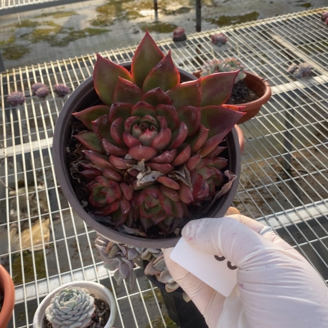 4759不知名一物一拍