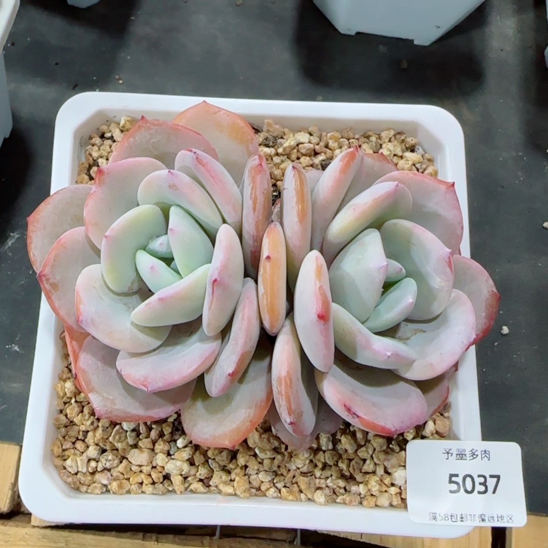 奶茶无砍，5037多肉植物