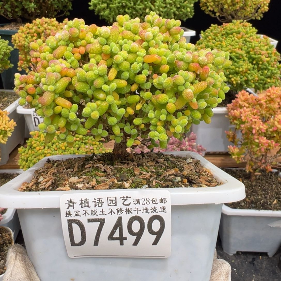 D7499金桔精控老桩