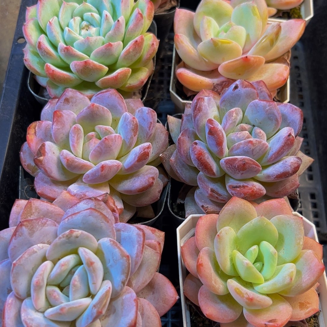 079多肉葡萄的价格是多少