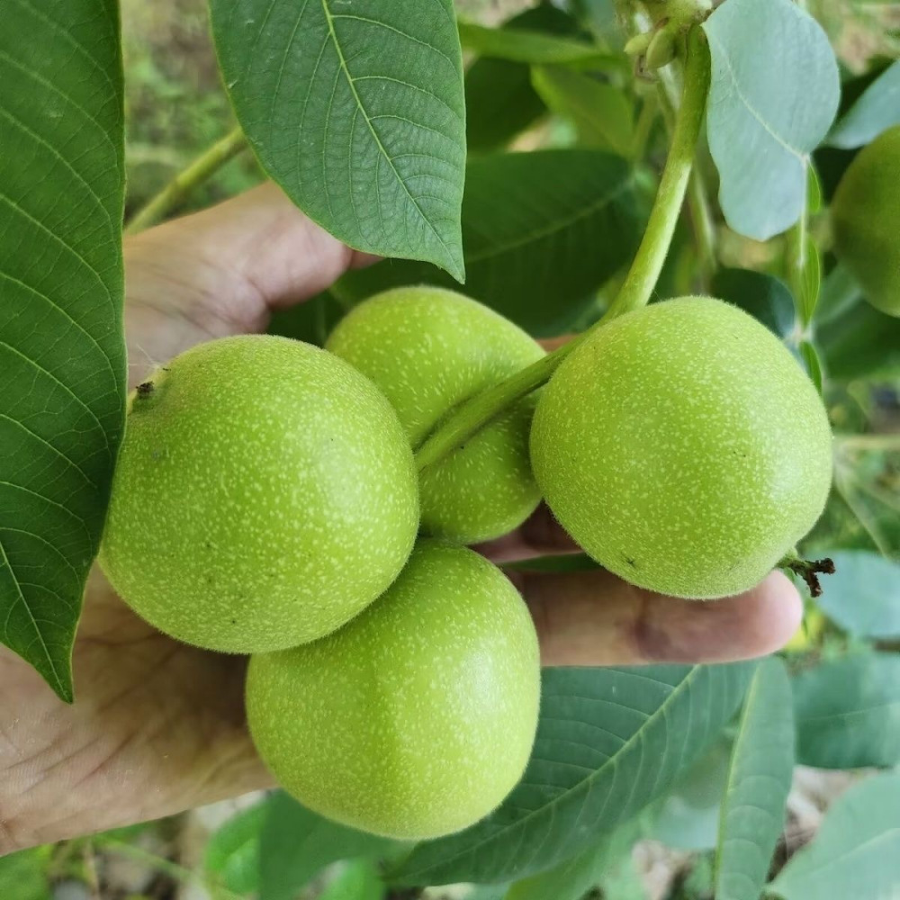 青皮 现拍现开 开好不退不换