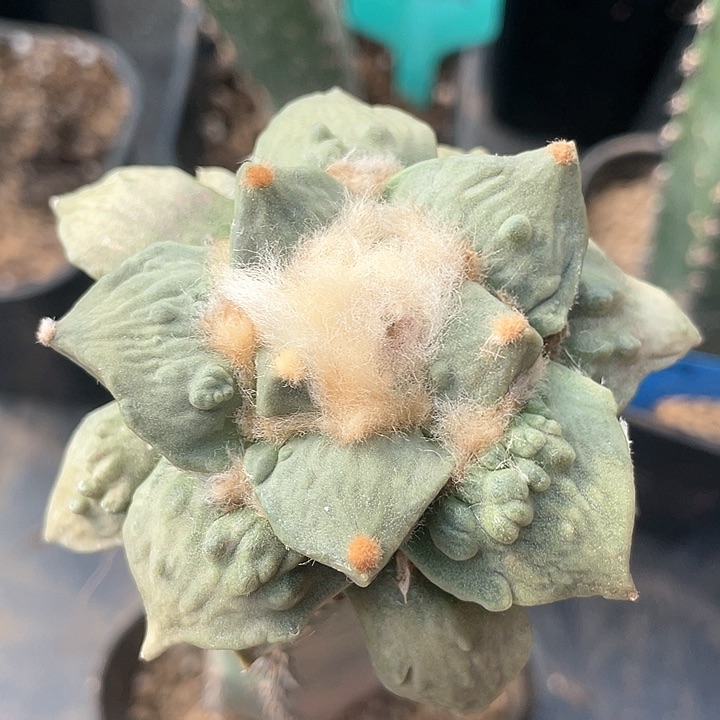 仙人球袖浦接怒涛叶展8公分205