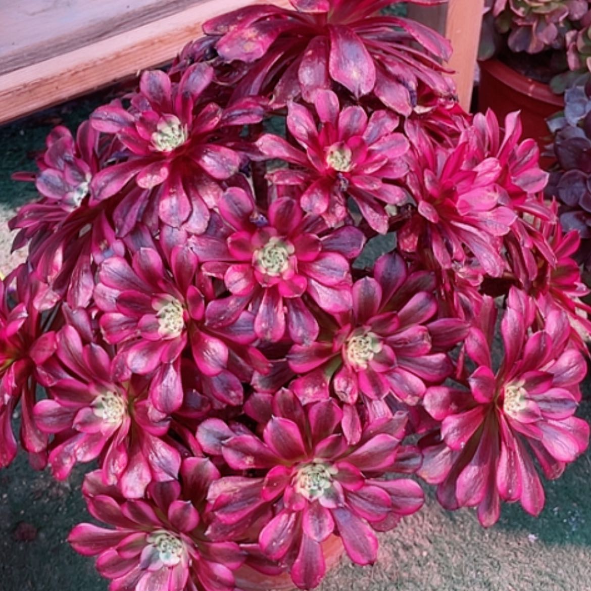 【闪购商品】法师好看也好