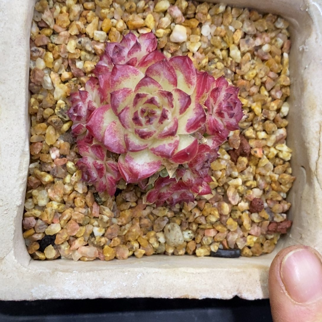 精品多肉一物一拍不包整85