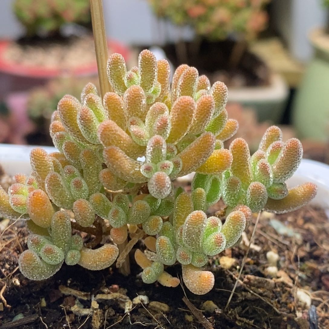 冰晶杂枝干番杏A281