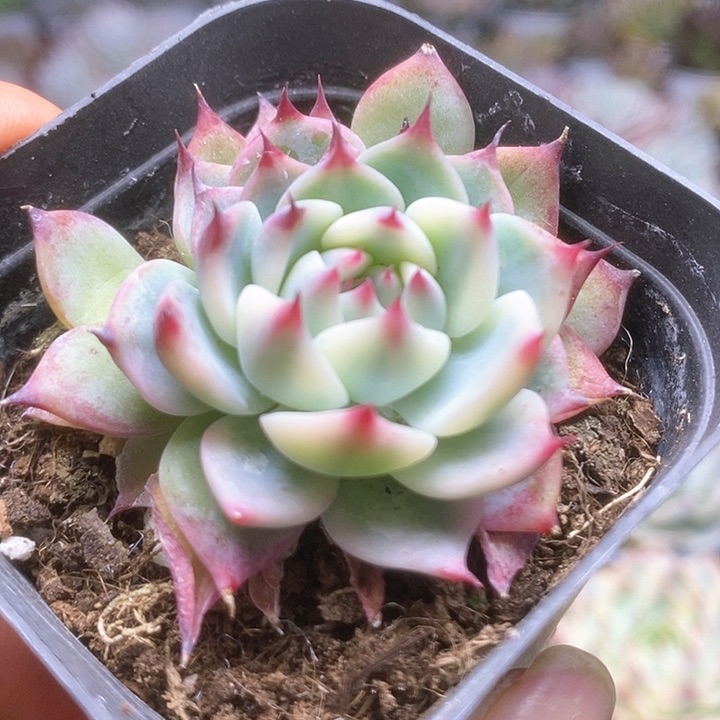 067锦锦锦锦锦锦锦锦