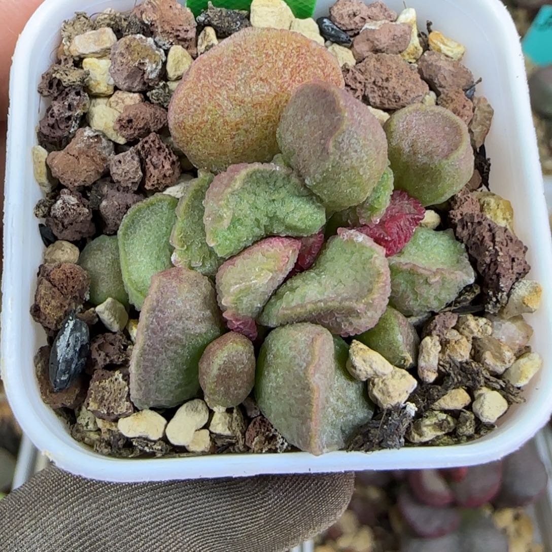 编号612底叶插，四方盆发