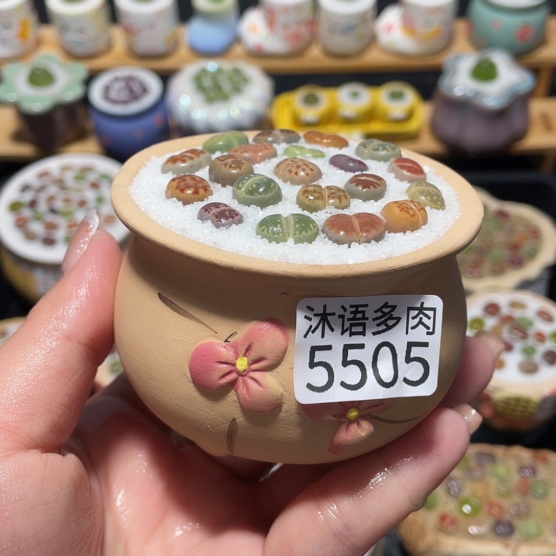 带盆土植物 一物一拍5505