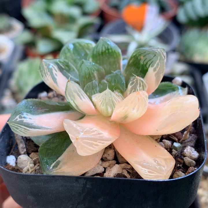 苏州玉露锦，带盆发货