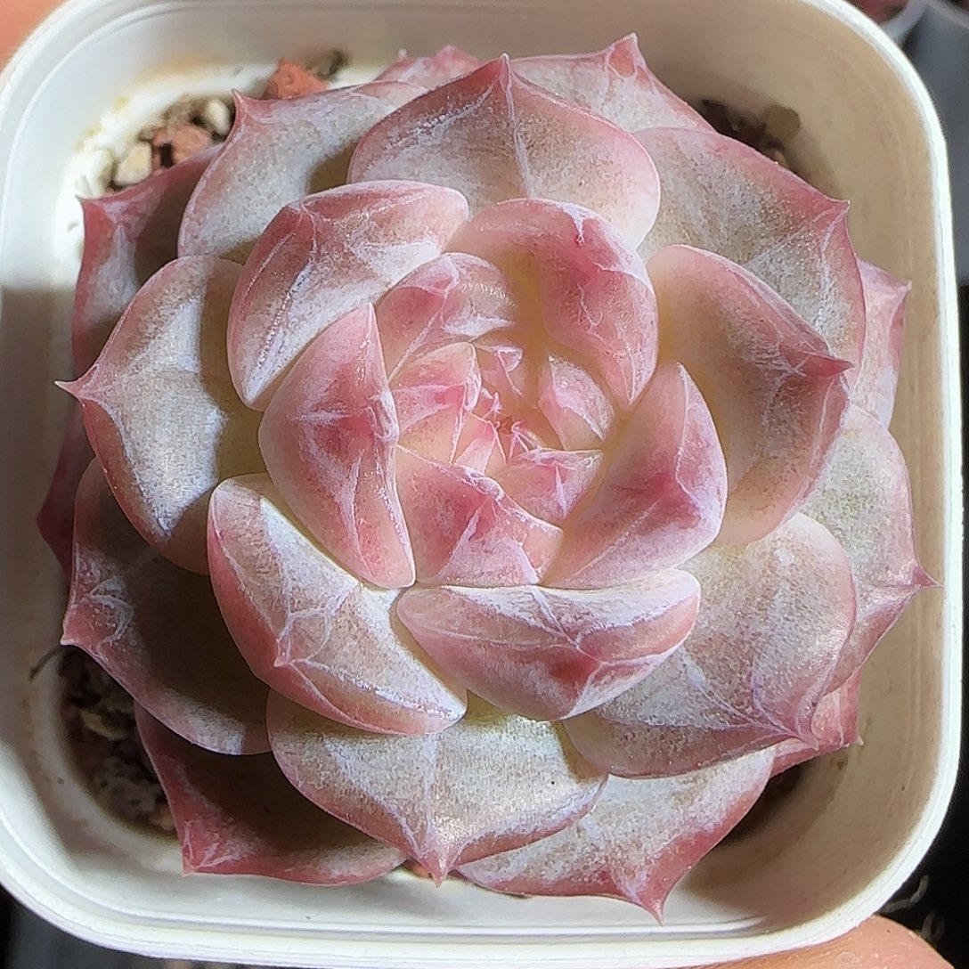 多肉1220-32福利福利