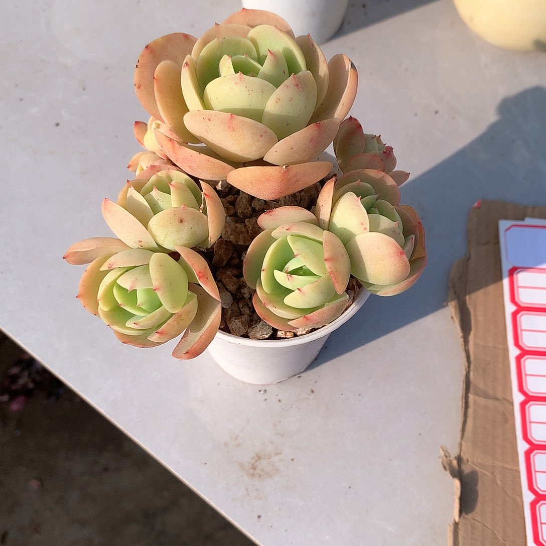鸡蛋碧桃多肉植物