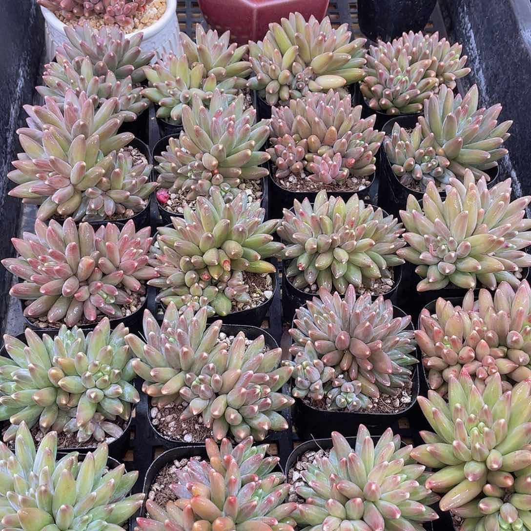 量拍32号 伊卡鲁斯群生一个