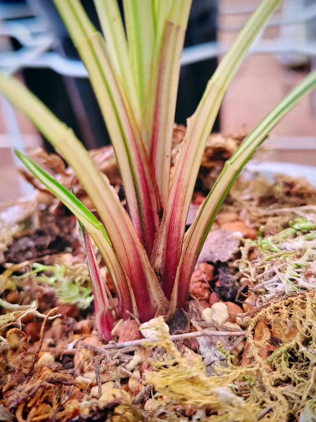 精品兰花盆景绿植（直播间一物一拍）