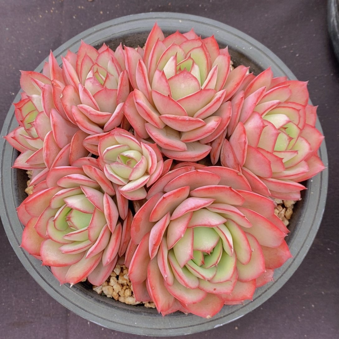 牡丹亭 一物一拍 