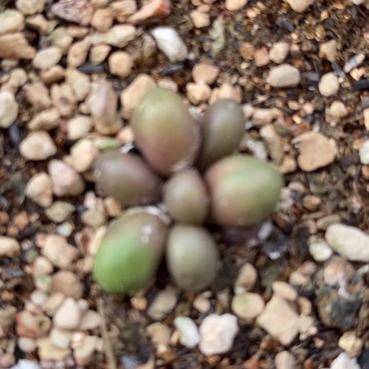 1367紫葡萄一群一群