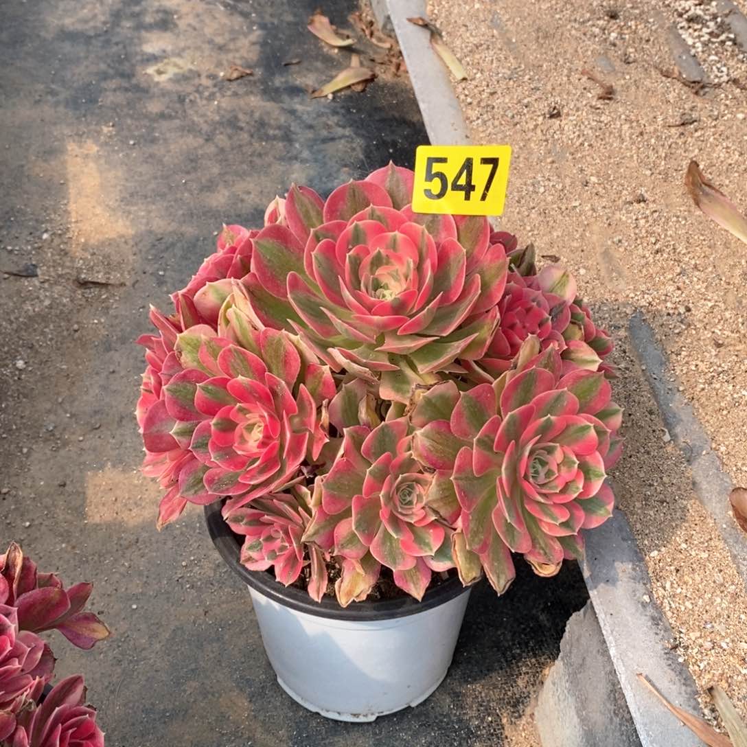 粉女巫多肉法师547