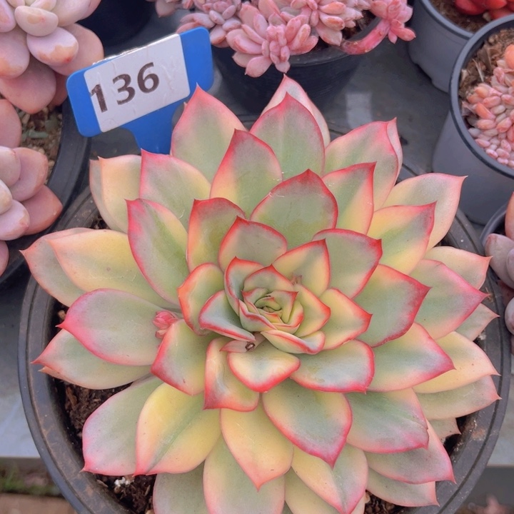 健健康康平平安安