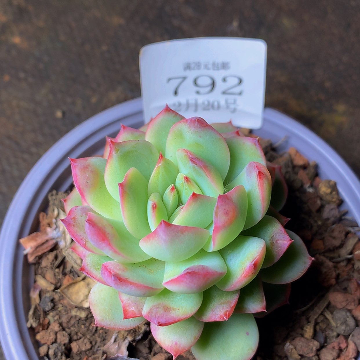 【闪购商品】云792