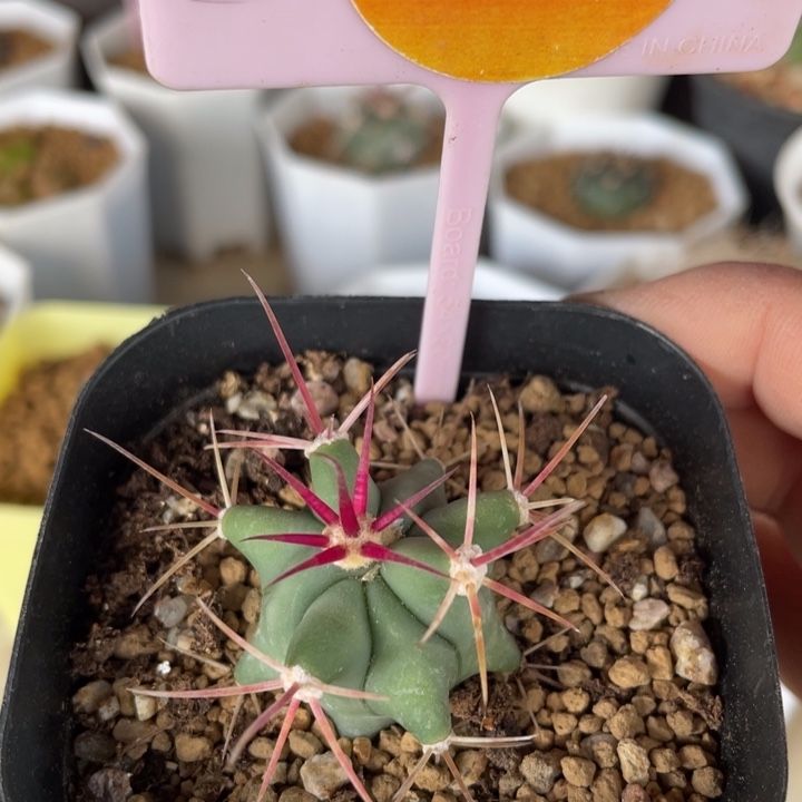 实生仙人球一棵2909