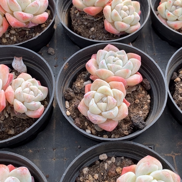 05。冰玉双头。福利多多